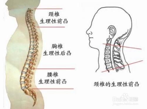 人体工学电脑椅